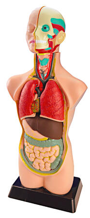 Conjunto De Anatomia